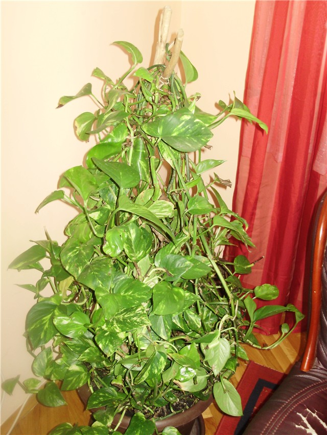 scindapsus